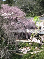 毎年の桜 2014/04/06 10:59:03