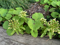 ふきのとうの花 2020/03/17 10:38:15