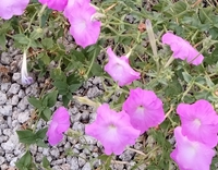 ツクツクボウシ 2022/09/08 15:22:17