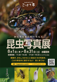 みにちゅわんだーらんど昆虫写真展 2019/07/22 11:07:28