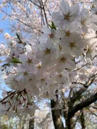 飯田公園（みどり〜な）の桜♥ 2019/04/06 21:12:48