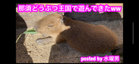 那須どうぶつ王国〜  那須の旅part 2(๑･̑◡･̑๑) 2019/10/14 21:33:05