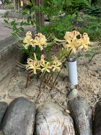黄色でした(*☻-☻*) 2019/09/30 11:09:56
