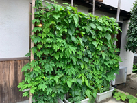 みどりのカーテン 2019/07/09 10:22:26
