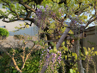 藤の花が咲きました（╹◡╹） 2020/04/09 20:53:22