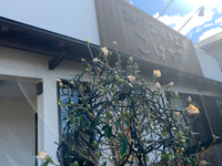 ワビスケの花が咲いています(^-^) 2020/01/31 16:01:38