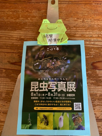 昆虫写真展、絶賛開催中〜！ 2019/08/19 11:44:08