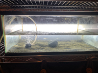 水槽に仲間が増えました 2022/07/31 12:02:22