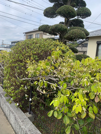 こはち亭、花のリレー始まってます(*^  ^*) 2019/04/15 16:44:21