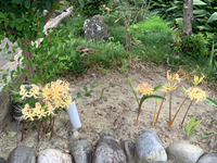 10月です（╹◡╹） 2019/10/01 11:06:41