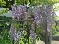 藤の花が咲きました(^-^) 2021/04/06 14:44:49