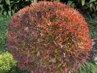 こはち亭の紅葉 2020/11/27 17:16:51