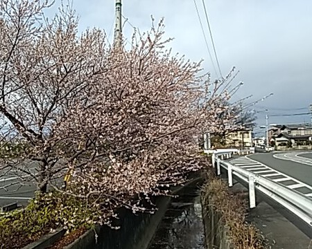 寒桜満開
