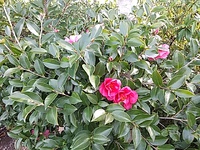 椿三十郎を観る 2024/01/21 16:35:04
