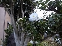 コロナワクチンと換気扇故障 2022/12/24 23:08:16