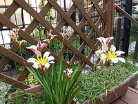 アリストロメリア 2023/04/11 17:43:18