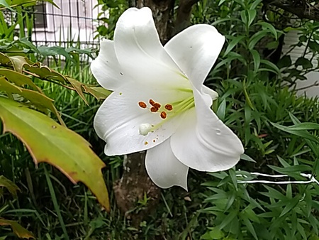 師走なんだなー