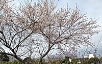 寒桜満開 2024/01/10 23:18:23