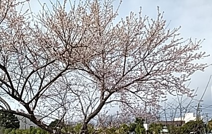 寒桜満開