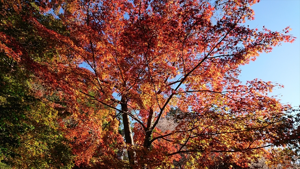 紅葉！（光明寺）