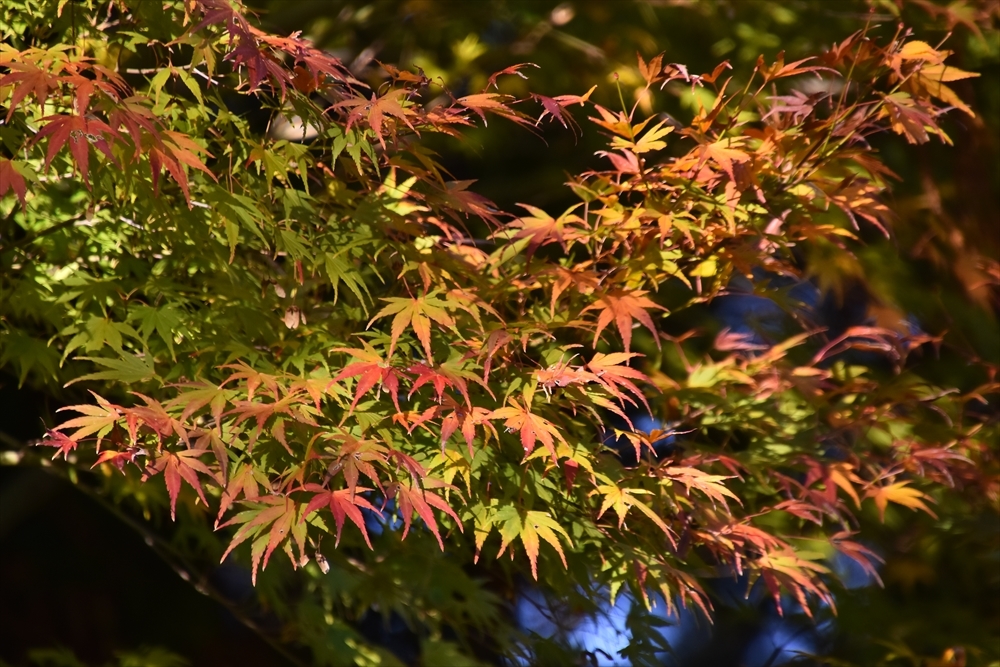 紅葉！（光明寺）