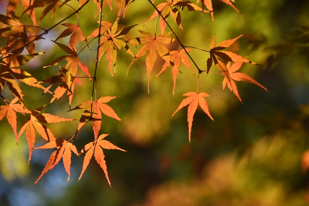 紅葉！（光明寺）