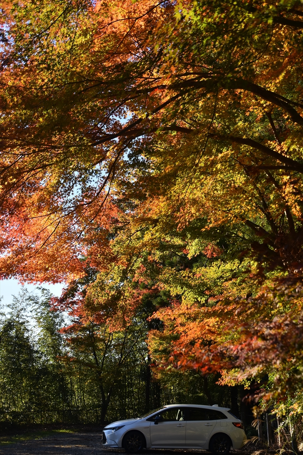 紅葉！（光明寺）