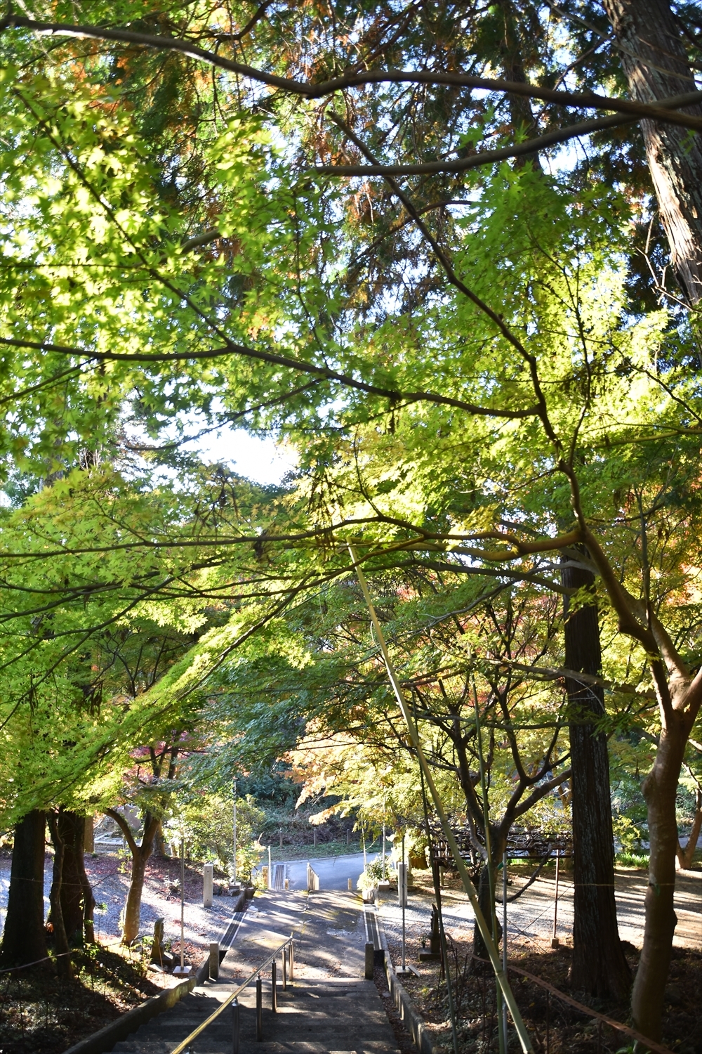 紅葉！（光明寺）
