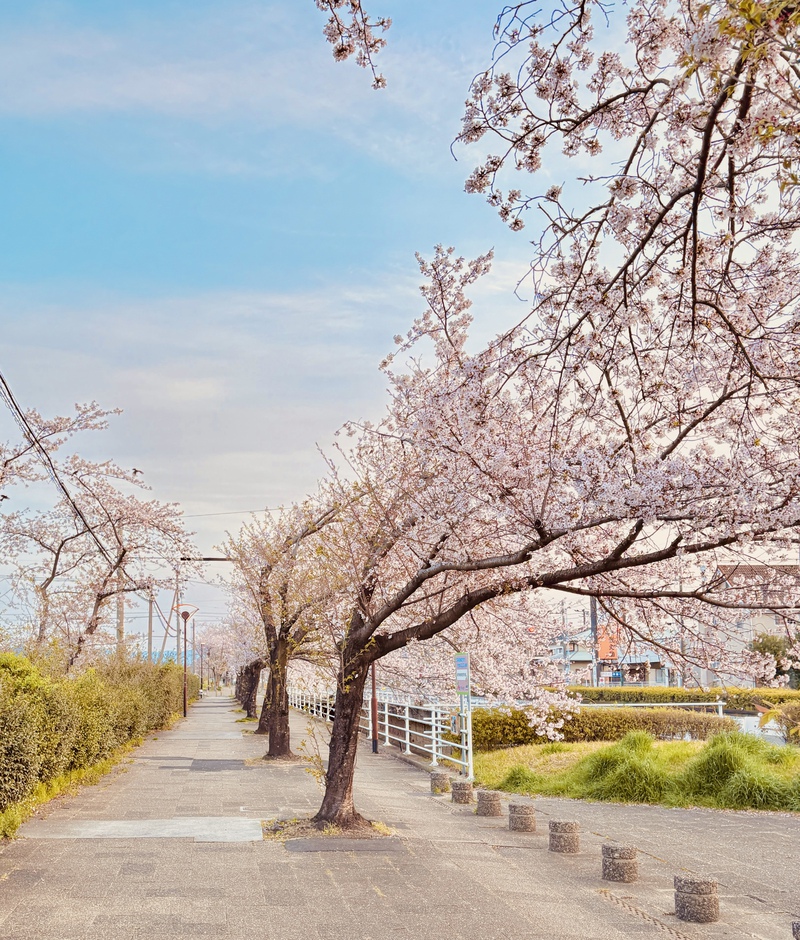 桜が満開(^O^)／