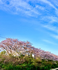 桜が満開(^O^)／