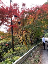 香嵐渓の紅葉がいいね！