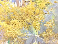 春のお知らせ 2016/02/17 15:08:14