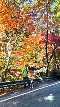 紅葉 2016/12/04 11:56:31