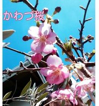 順に咲く春の花たち 2016/04/26 22:55:30