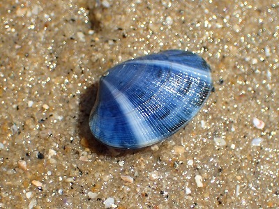 今年の潮干狩り L ハウリンウルフ