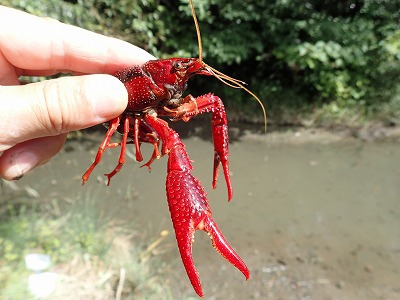 懐かしのザリガニ釣り l ハウリンウルフ