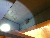かわいい滞在者♪ 2021/06/04 16:06:01