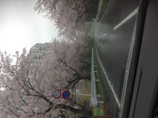 桜が