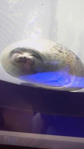 ゴマフアザラシ