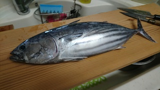 鰹祭り