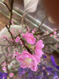 桃の花　お雛様　　　季節の花 2023/02/23 17:50:30