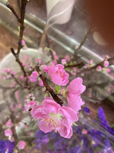 桃の花　お雛様　　　季節の花