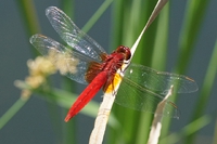 青空がwingにうつる蜻蛉かな