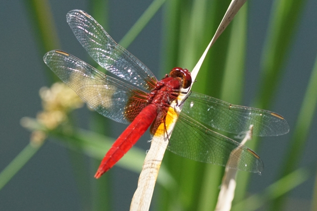 青空がwingにうつる蜻蛉かな