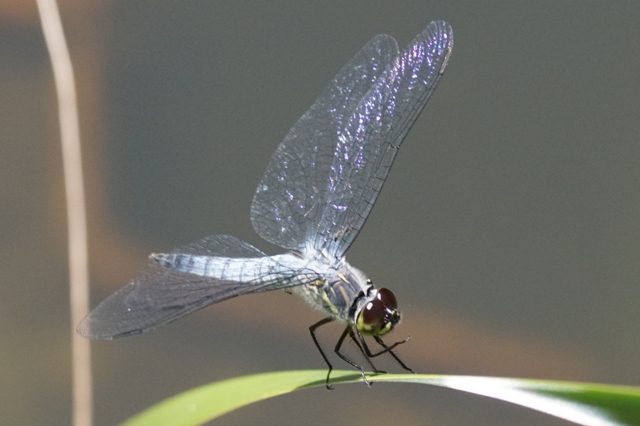 青空がwingにうつる蜻蛉かな