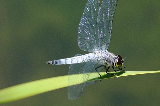 青空がwingにうつる蜻蛉かな
