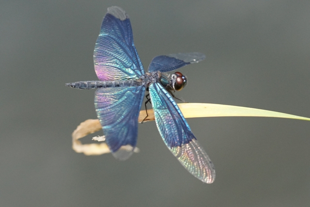 青空がwingにうつる蜻蛉かな