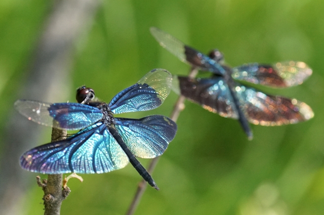 夏草に太陽を飾れ蝶蜻蛉の衣
