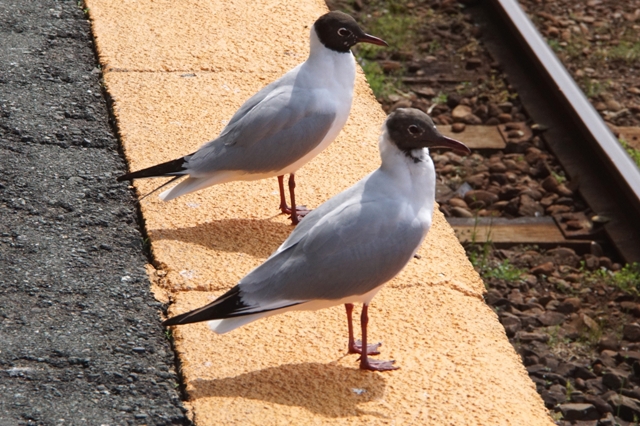 お見送りⅢ