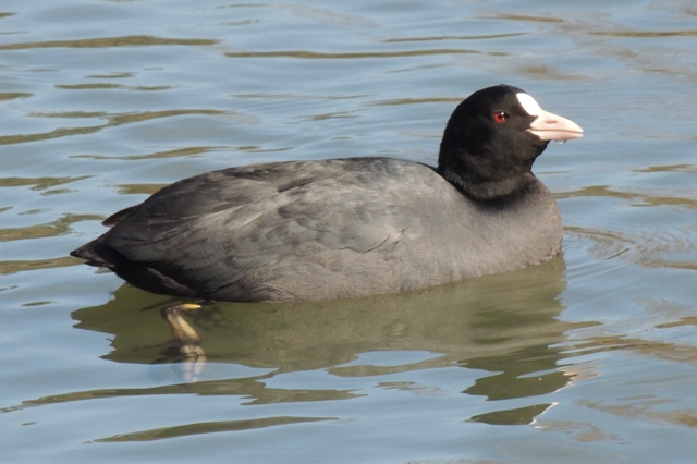 水鳥の池